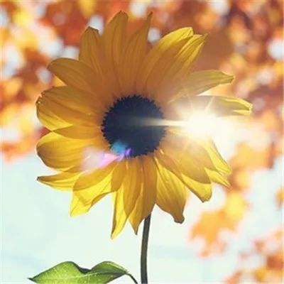 口袋妖怪进化无限钻石版下载
